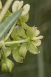 Largeflower milkweed